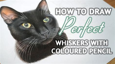 drawn on cat whiskers|realistic drawings of cats easy.